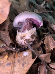 Cortinarius
