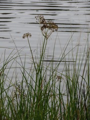 Oenantheae
