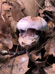 Cortinarius