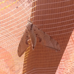 Protambulyx strigilis