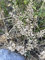 Lepidium campestre