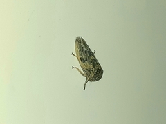 Idiocerus herrichii