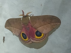 Automeris zugana