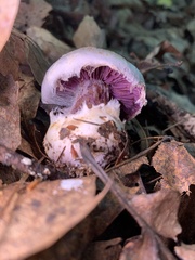 Cortinarius