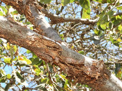 Quercus douglasii