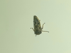 Idiocerus herrichii