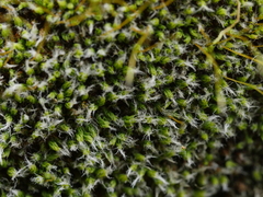 Leptostomum macrocarpum