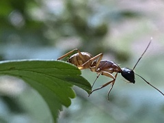 Camponotus americanus