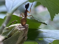 Camponotus americanus