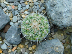Coryphantha pallida