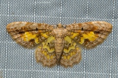 Acolutha albipunctata