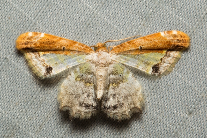 Acolutha pulchella