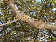 Quercus douglasii