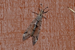 Dendroleon speciosus