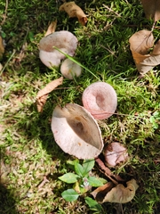 Lactarius subpurpureus