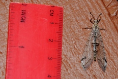 Dendroleon speciosus