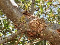 Quercus douglasii