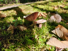 Lactarius subpurpureus