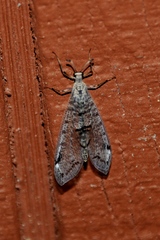 Dendroleon speciosus