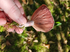 Lactarius subpurpureus