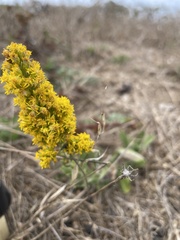 Solidago spathulata