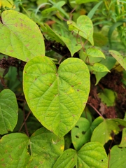 Ipomoea pandurata