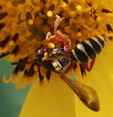 Nomada texana