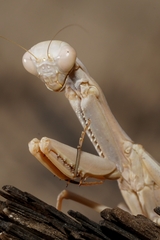 Schizomantodea