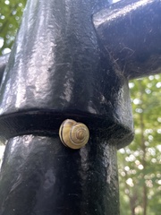 Cepaea