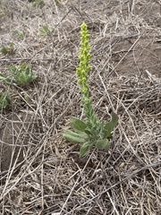 Solidago spathulata