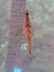 Neoxabea cerrojesusensis