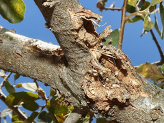 Quercus douglasii