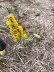 Solidago spathulata