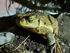 Rhinella arenarum