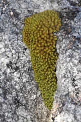 Plenogemma phyllantha