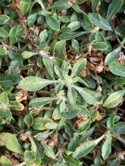 Alternanthera paronychioides