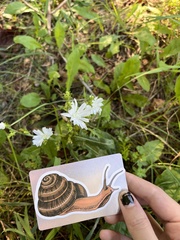 Malva moschata