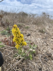 Solidago spathulata