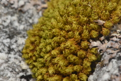 Plenogemma phyllantha