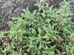 Alternanthera paronychioides