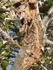 Quercus douglasii
