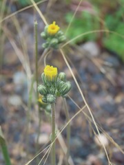 Pilosella piloselloides
