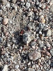 Heteroptera