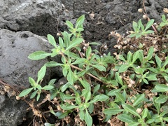 Alternanthera paronychioides