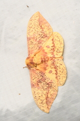 Eacles imperialis pini