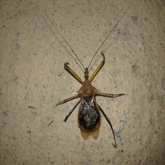 Ploeogaster
