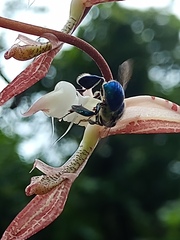 Euglossa