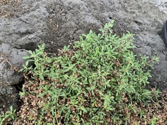 Alternanthera paronychioides