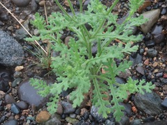 Senecio vulgaris