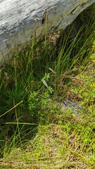 Juncus balticus